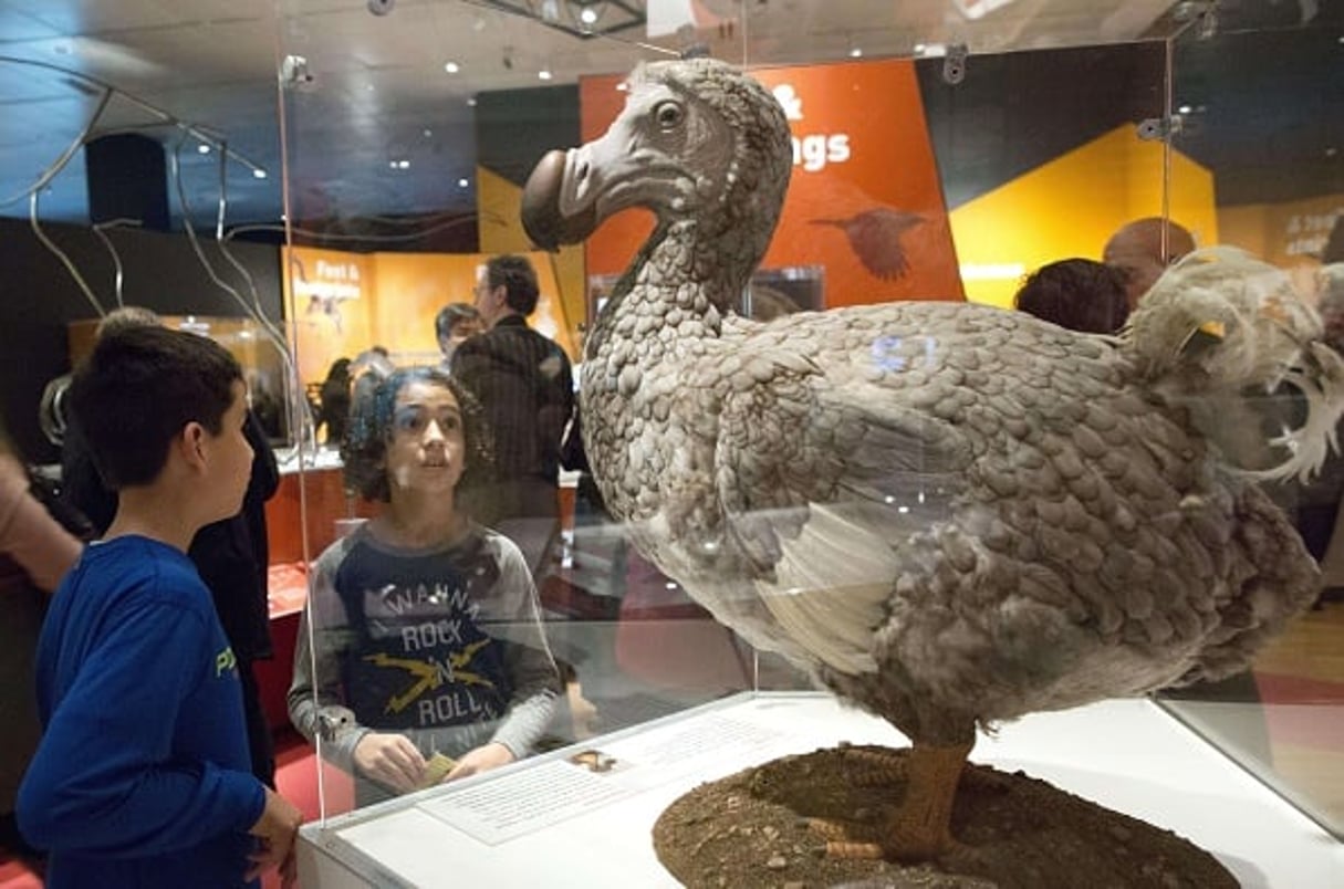 Un modèle de dodo au Musée d’histoire naturelle de New York. © Mary Altaffer/AP/SIPA