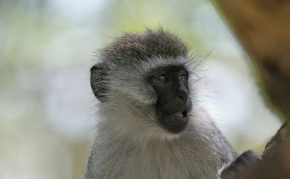 Un singe, près du lac Nakuru, dans le sud-ouest du Kenya. © Flickr / Paul
