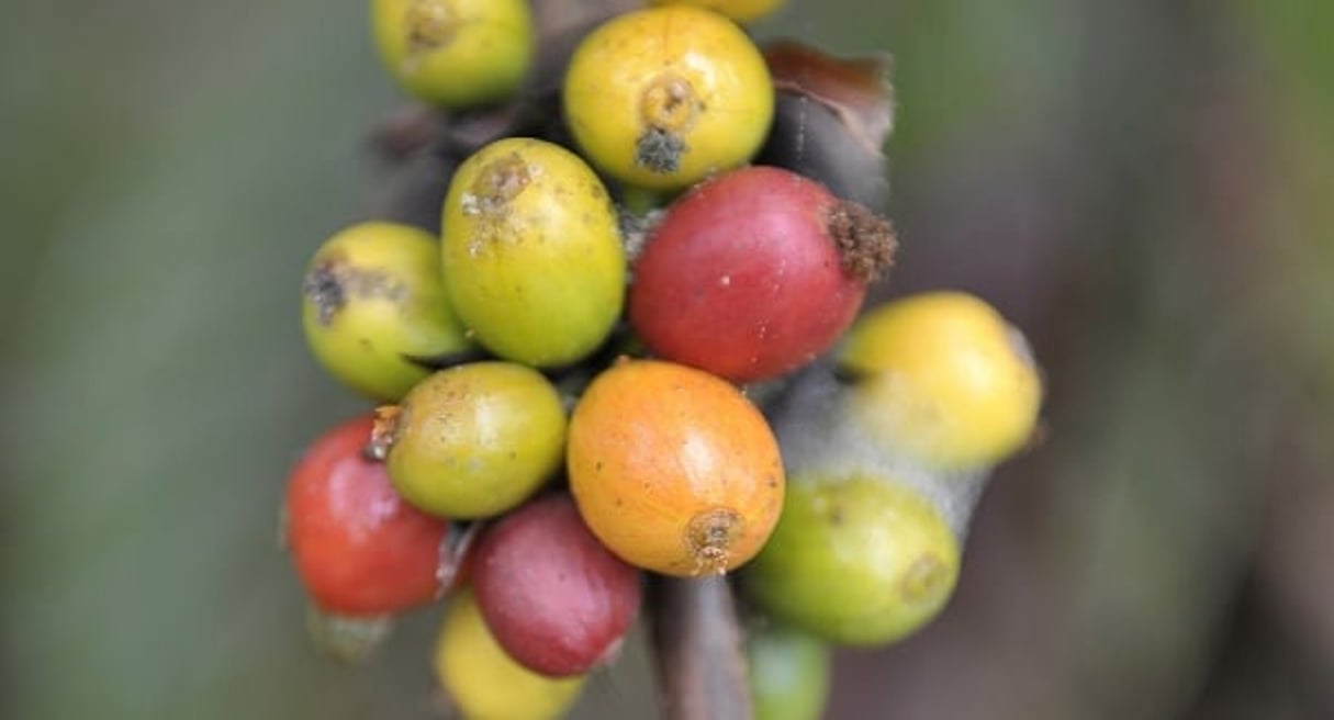 Graines de café récoltées en Côte d’Ivoire. © Nabil Zorkot pour les Éditions du Jaguar