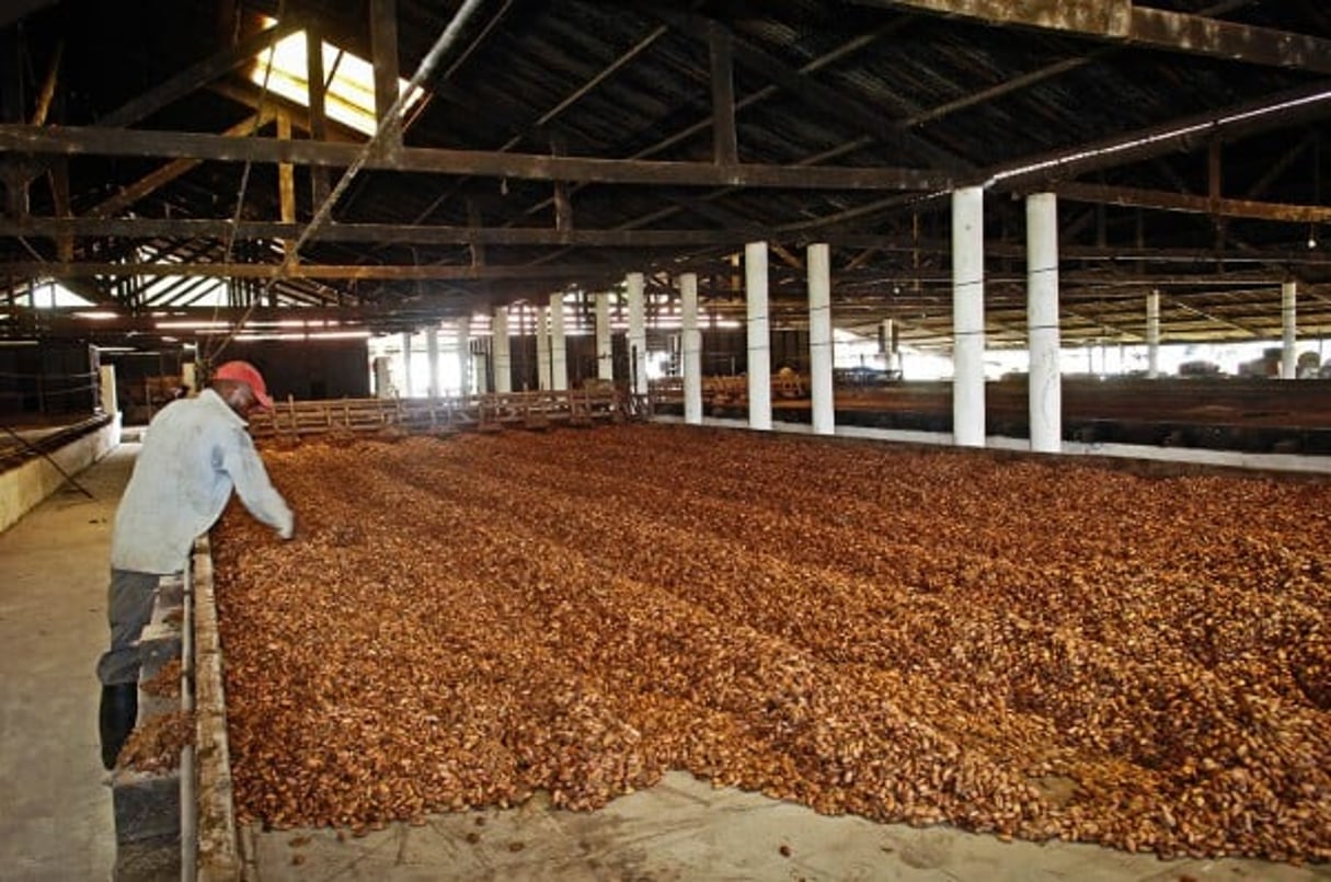Séchage des fèves de cacao à la Finca Sampaka, près de Malabo. © Vincent Fournier/Jeune Afrique