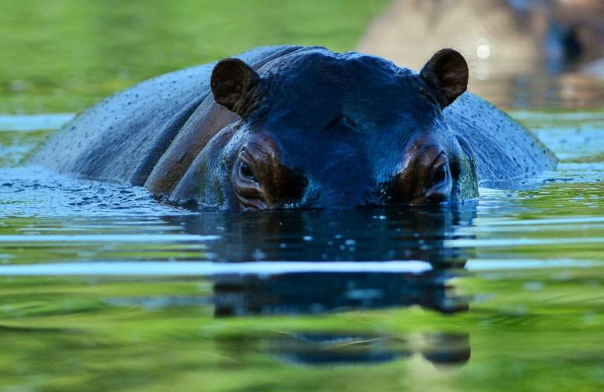 En Colombie, les hippopotames sont devenus une attraction pour les visiteurs de l’hacienda de Pablo Escobar et de son zoo privé, transformés en parc thématique sur 400 hectares © Raul Arboleda/AFP