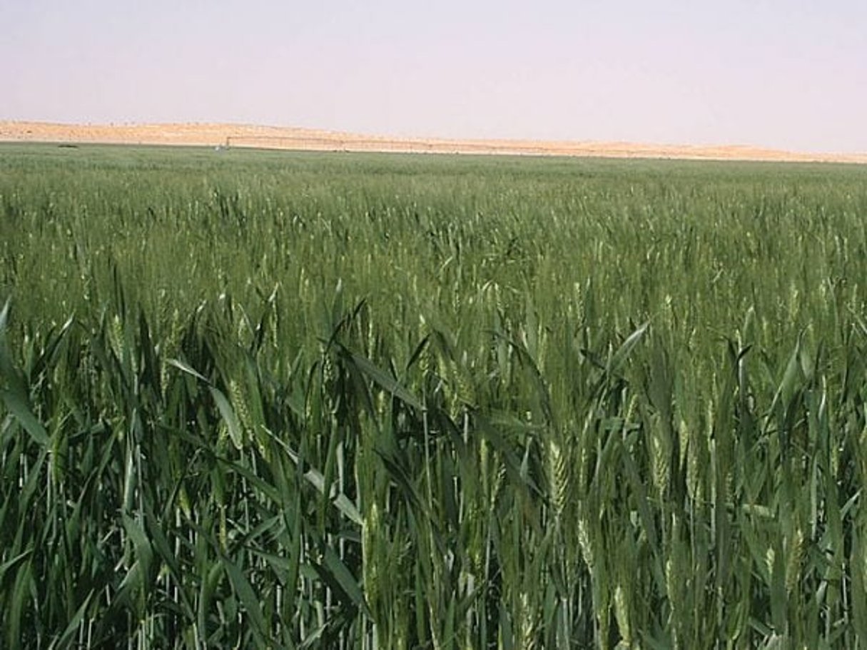 Un champ de blé près d’Adrar, dans le centre de l’Algérie. © Clapsus/CC/WIkimedia Commons