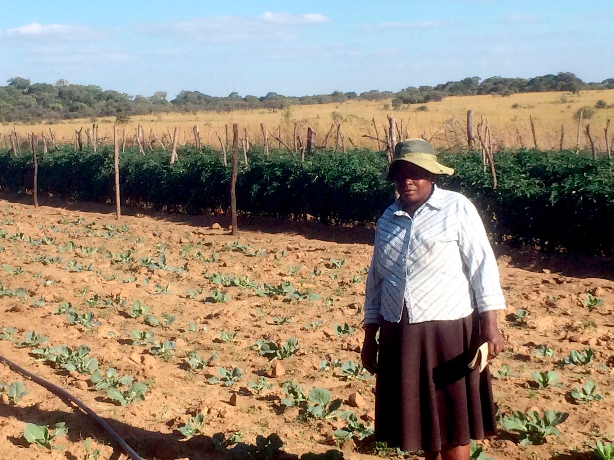 Cette agricultrice de Marondera produit des choux et des tomates qui seront vendus à Harare. © Nicholas Norbrook