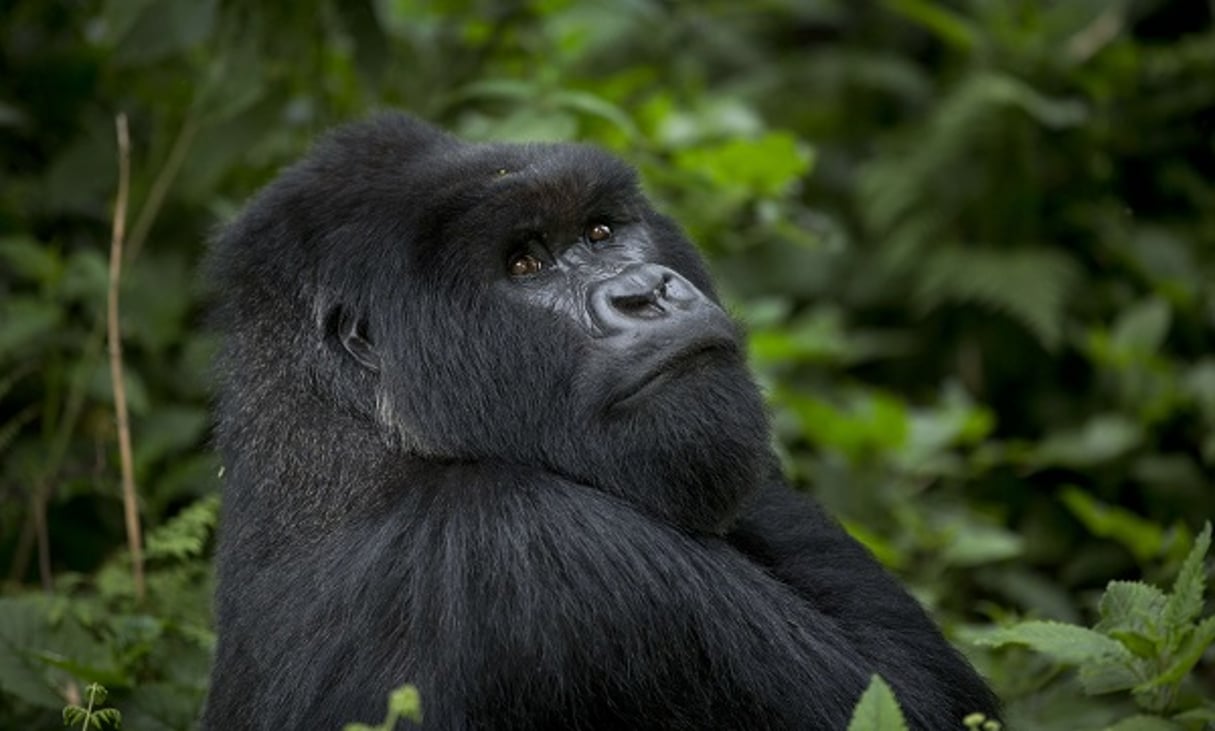 « Un gorille de montagne » au Rwanda, le 4 septembre 2015. © Ben Curtis/AP/SIPA