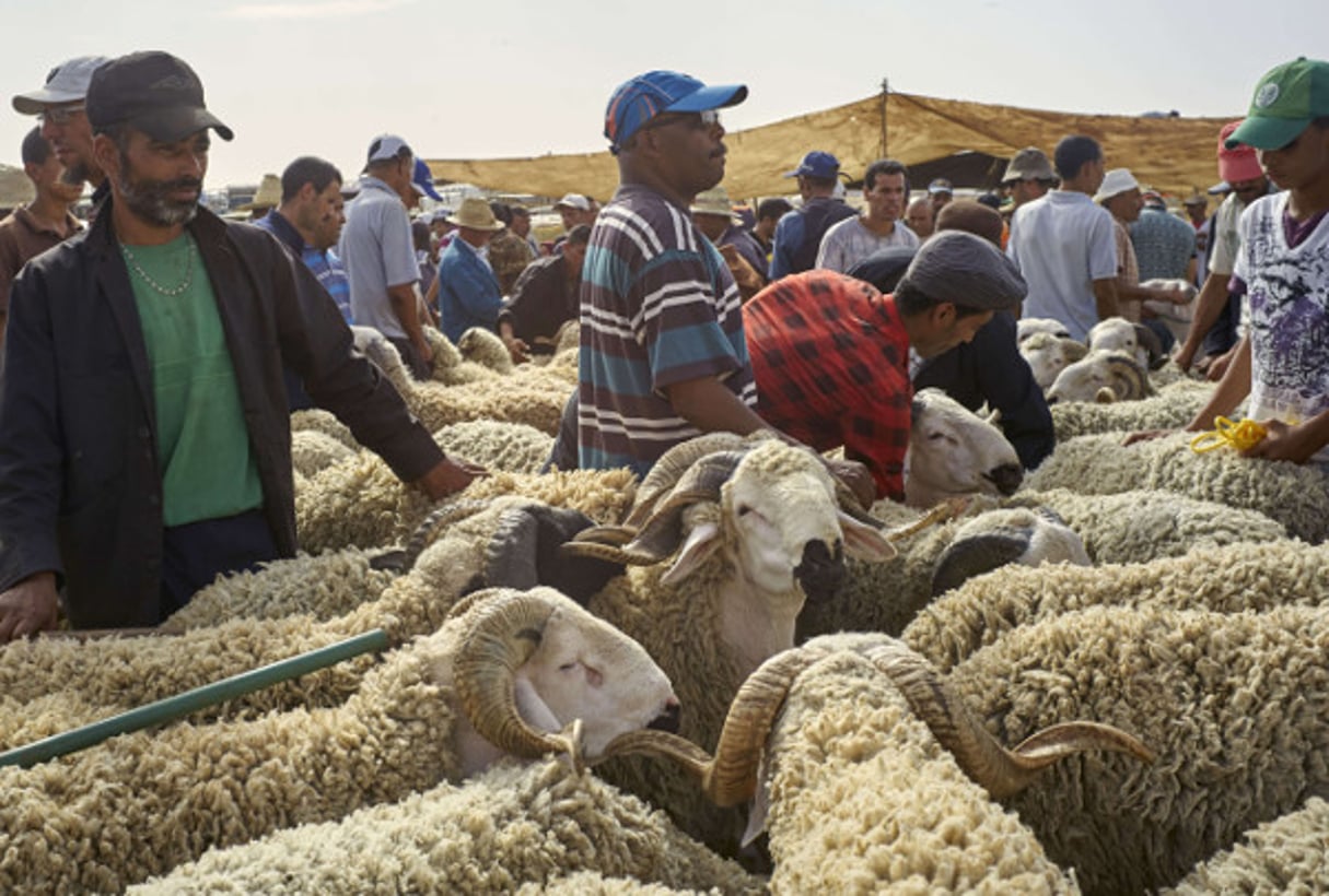 Un marché de moutons dans la ville de Khouribga au centre du Maroc, le 7 septembre 2016. © Abdeljalil Bounhar/AP/SIPA
