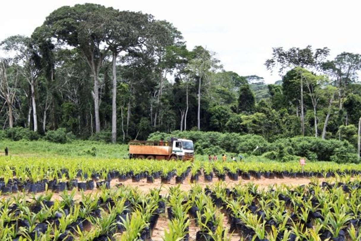 Plantation de palmiers à huile. © Muriel Devey Malu Malu pour JA