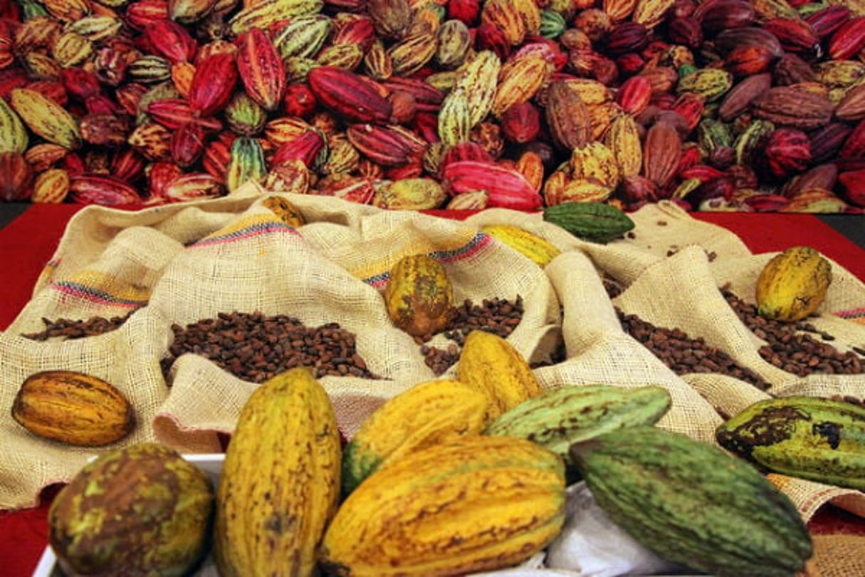 Des cabosses de cacao. Image d’illustration. © Cancillería del Ecuador/ CC/Flickr