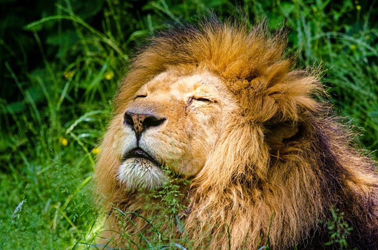 Grâce à l’internet des objets, les éleveurs peuvent être prévenus lorsqu’un lion s’approche trop près de leur troupeau (image d’illustration). © Pixabay