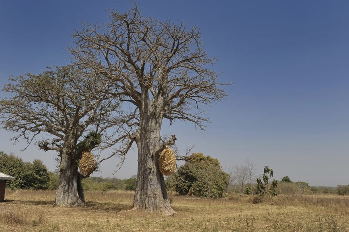 Reportage en Côté d’Ivoire. Des baobabs dans la savane herbeuse. © Nabil ZORKOT pour les Éditions du Jaguar