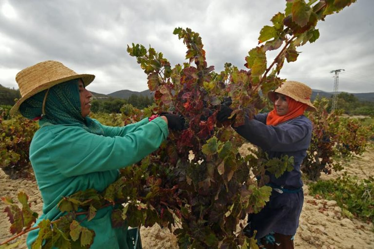 Des Tunisiens font les vendages dans le domaine viticole de Neferis, à 40 km au sud-est de Tunis, le 16 septembre 2016. © Fethi Belaid/AFP