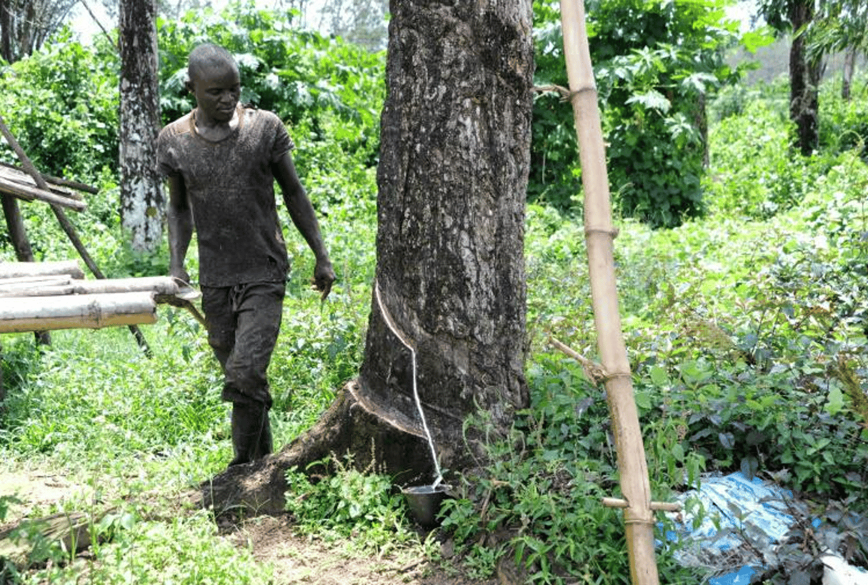 Un salarié saigne l’un des arbres de la plantation Firestone à Harbel, au Liberia, le 17 octobre 2016. © Zoom DOSSO/AFP