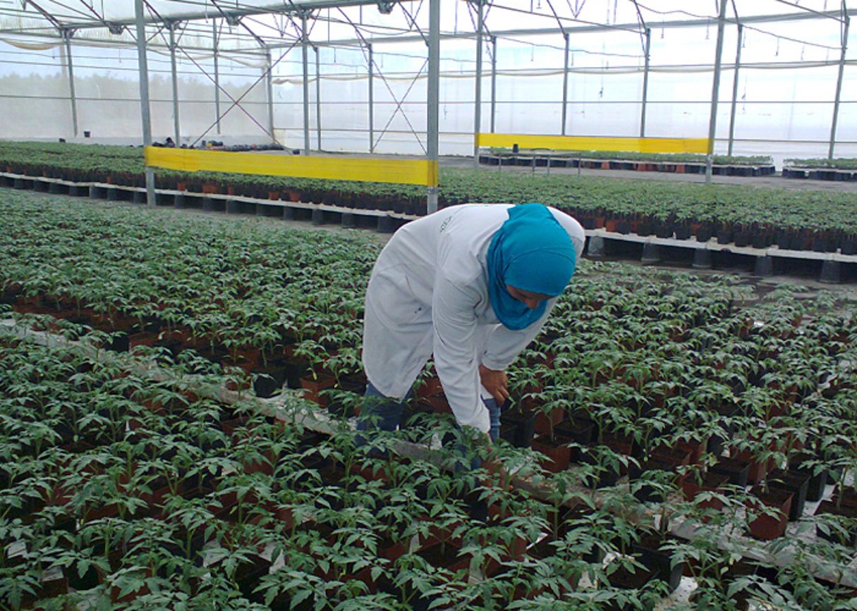 Cotugrain est associé au hollandais Grow Group, avec lequel il a monté le réseau de pépinières Grow Tunisia. © DR