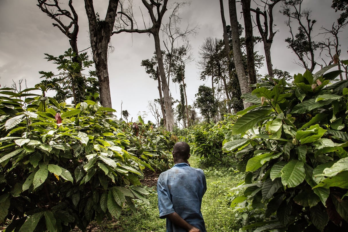 Un cultivateur dans sa plantation, au cœur de la forêt de Goin Débé, dans l’ouest du pays, en octobre. © Chris Huby/AGENCE LE PICTORIUM