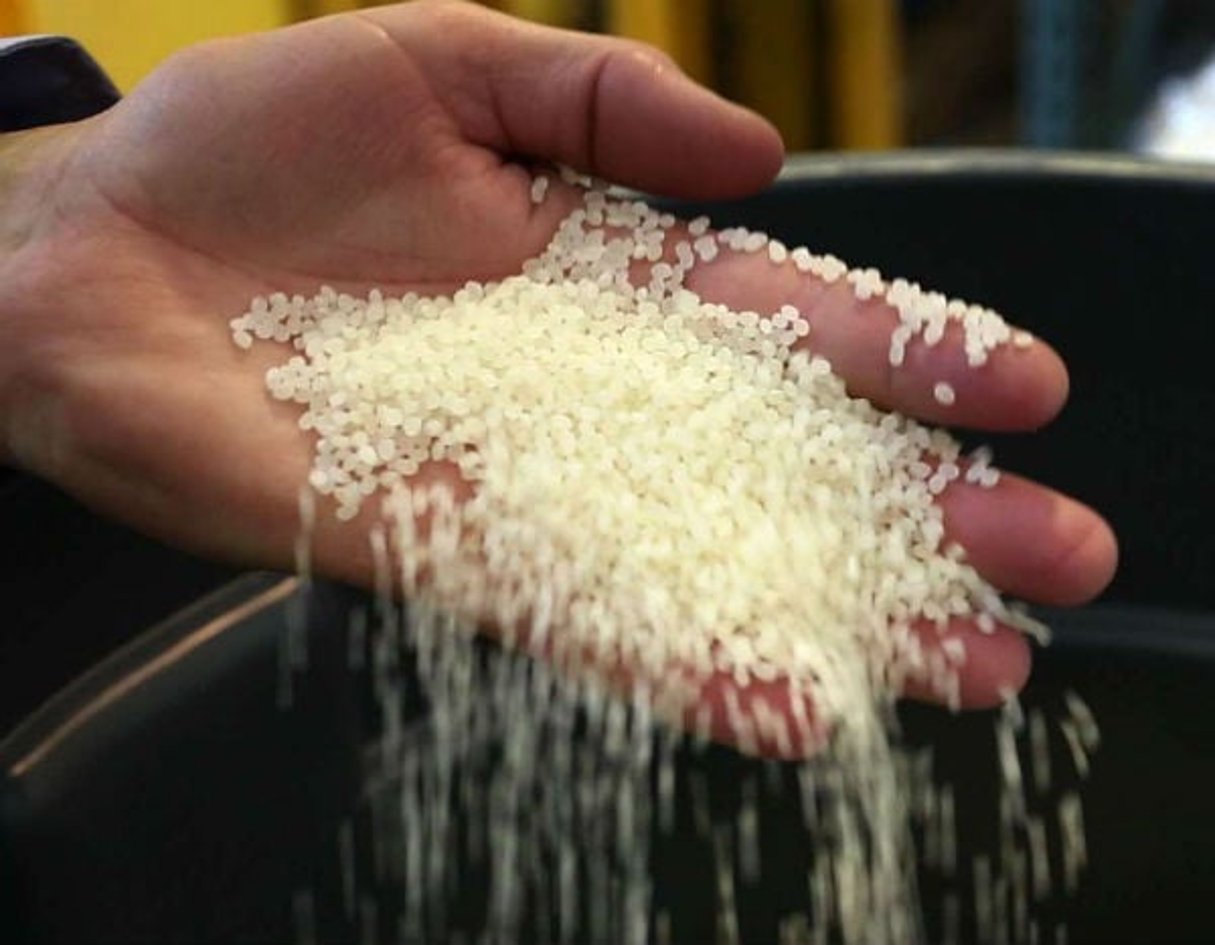 Inspection de grains de riz dans une entreprise du Maine, aux États-Unis, en juin 2015. © Robert F. Bukaty/AP/SIPA