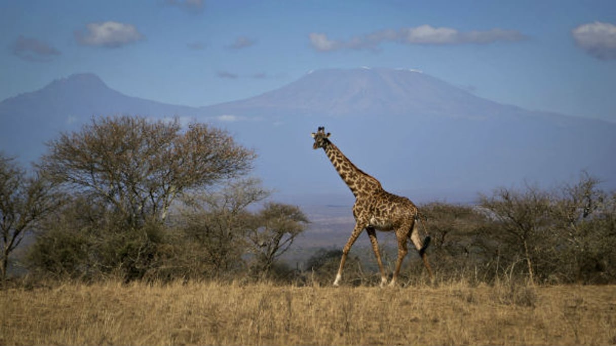 Une girafe dans le parc nationale d’Amboseli, au Kenya, le 18 août 2016. © Khaled Kazziha/AP/SIPA