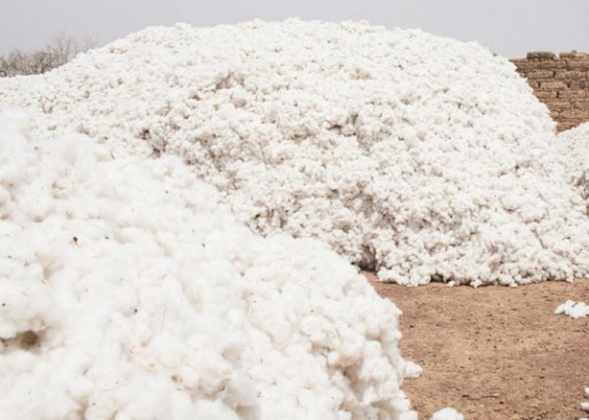 Une récolte de coton. © Théo Renaut pour J.A.