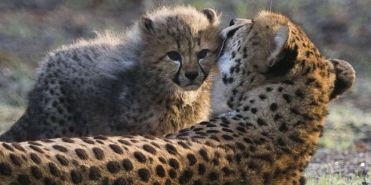 Des guépards, dans un zoo néerlandais fin 2016. © Peter Dejong/AP/SIPA