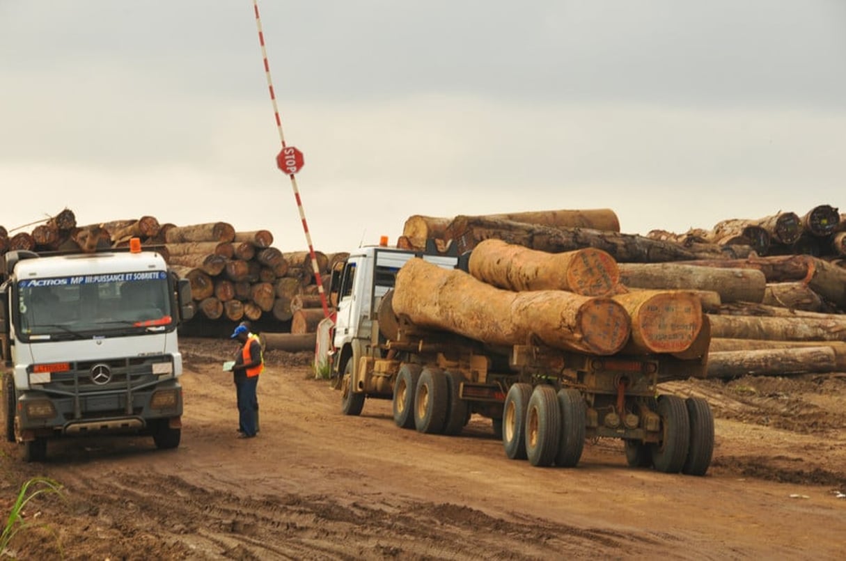 Reportage au Cameroun : parc à bois près de la ville de Douala. © Renaud VAN DER MEEREN pour Les Editons du Jaguar