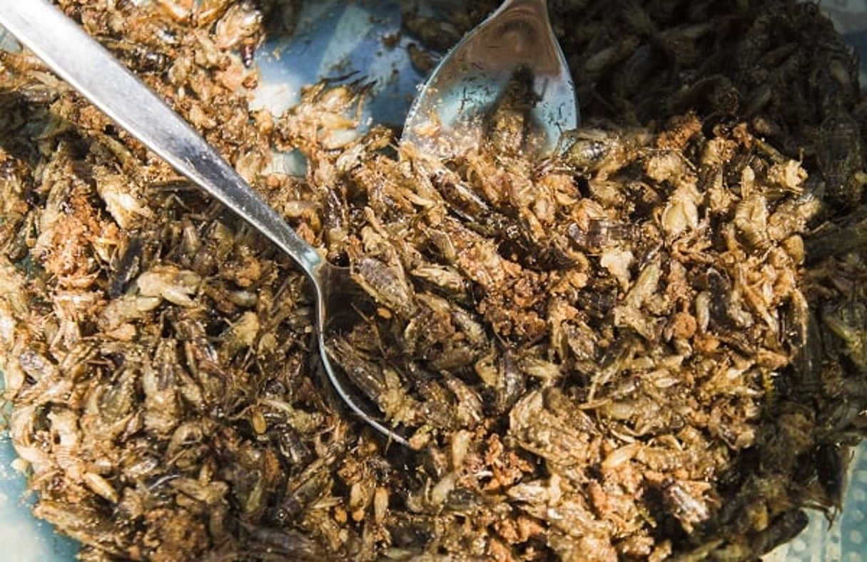 Un plat à base d’insectes préparé à Prague le 11 juillet 2015. © Sojka Libor/AP/SIPA