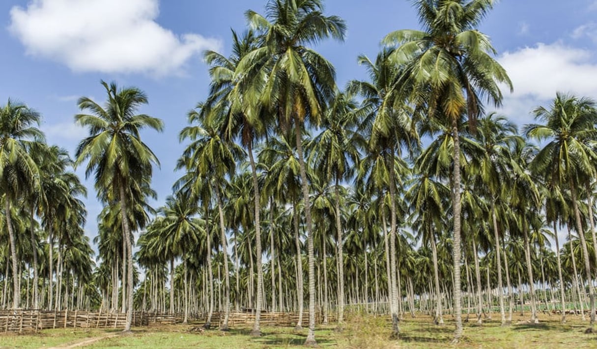 Cocoteraie, Yamoussoukro, Côte d’Ivoire. Mars 2016. © Jacques Torregano pour JA