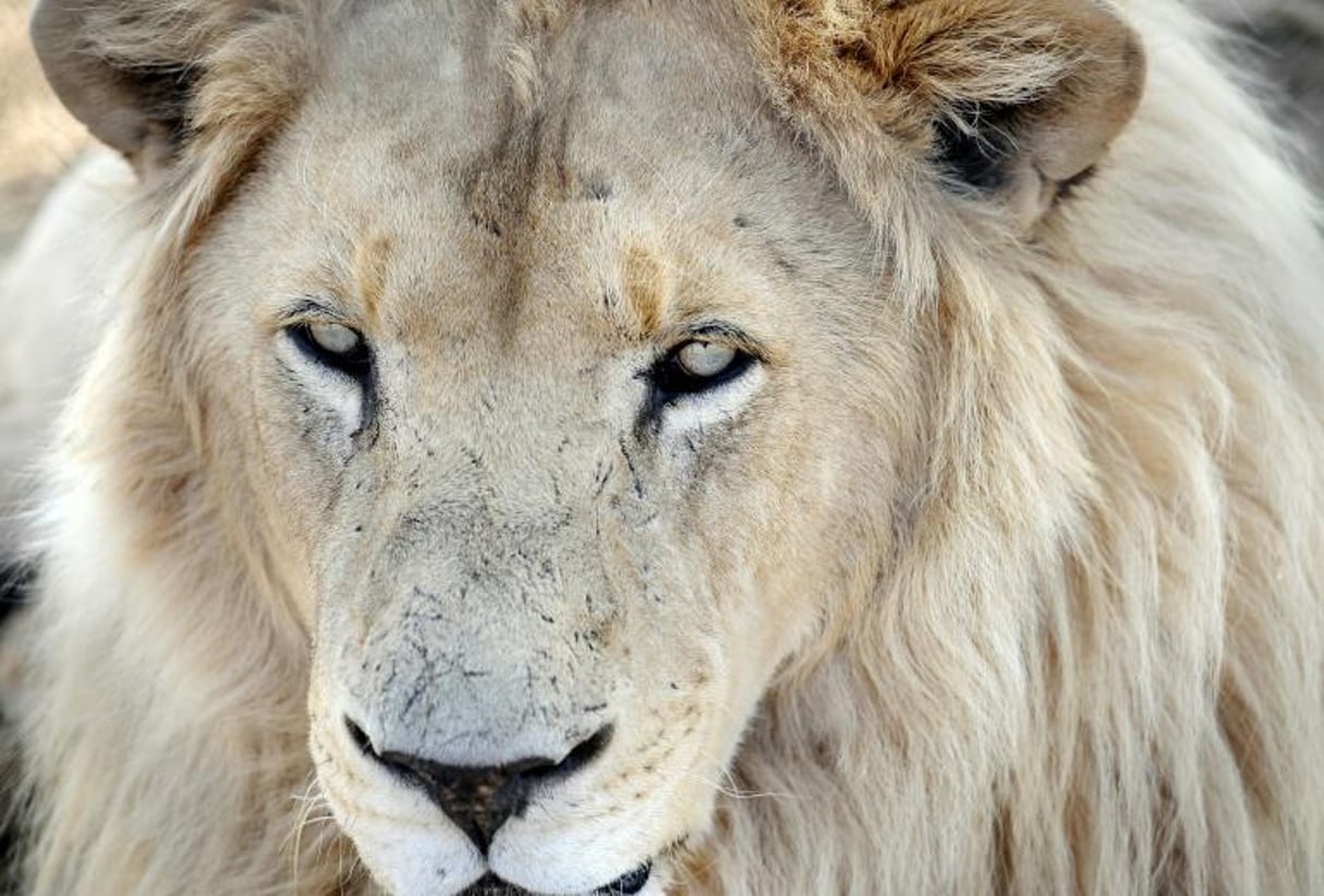 Un lion. © Stéphane de Sakutin/AFP