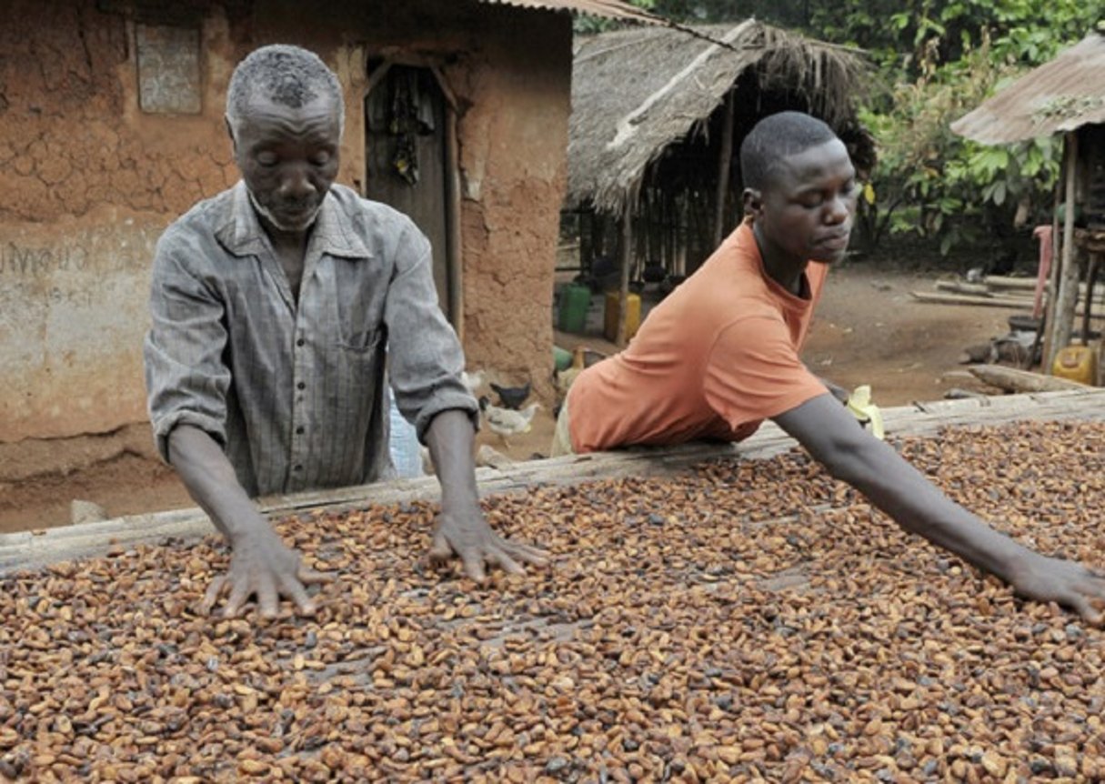 Reportage en Côte d’Ivoire : image d’archive représentant des producteurs de cacao triant les fèves. © Nabil ZORKOT pour les Éditions du Jaguar