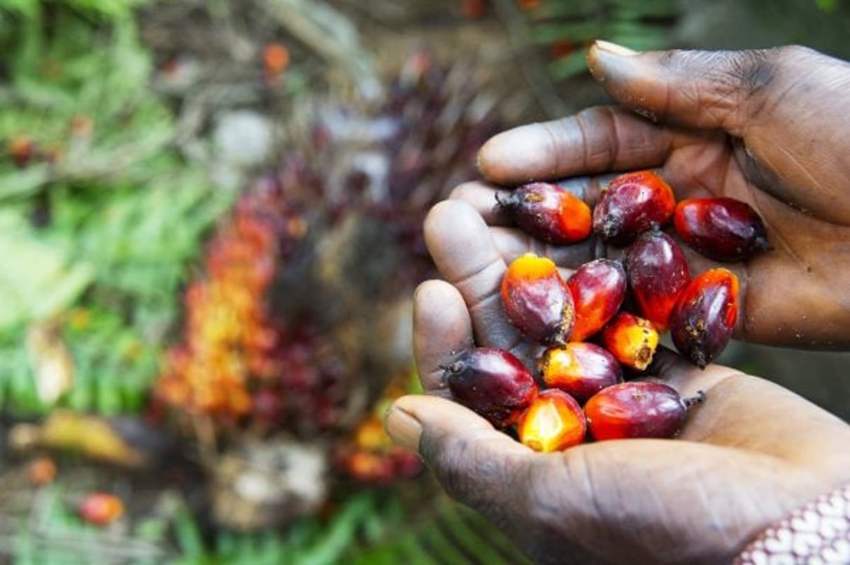 Olam ouvre sa deuxième usine d’huile de palme au Gabon. © Monusco/CC/Wikimedia Commons
