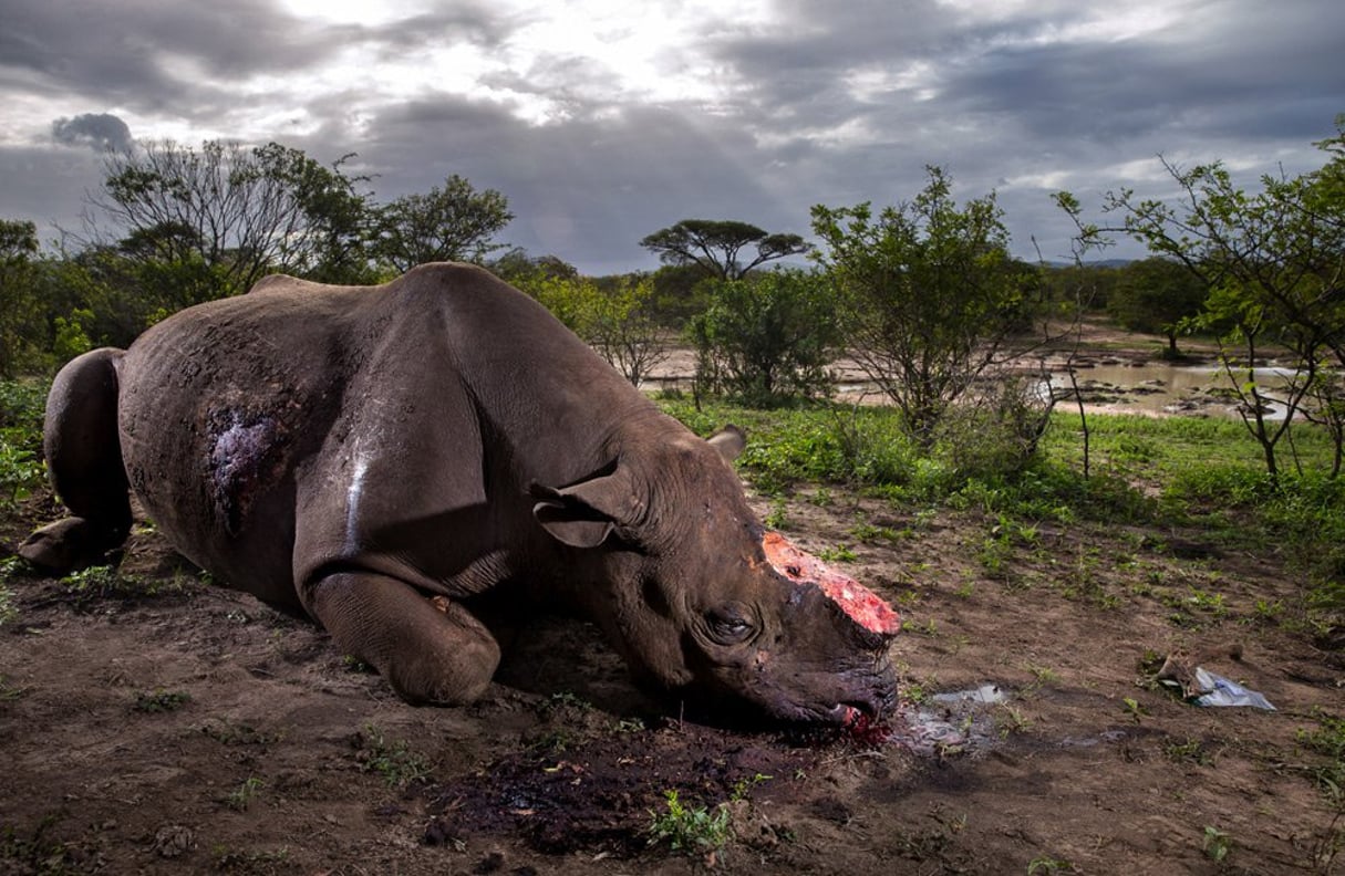 Cette photo prise en Afrique du sud a remporté le premier prix dans la catégorie « Nature, reportage ». © Brent Stirton de l’agence Getty Images pour le National Geographic Magazine.