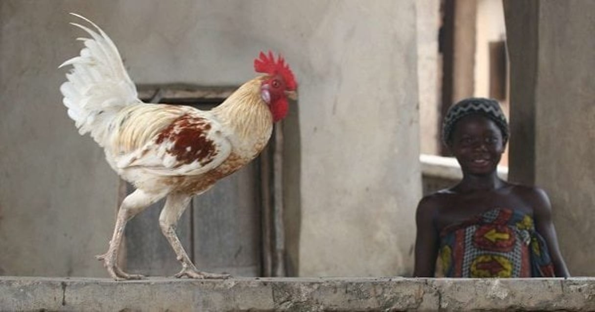 Une des filiales du fondateur de la Société des provenderies du Cameroun, Agrocam,a permis à la société d’étendre ses activités vers l’élevage. © GEORGE OSODI/AP/SIPA