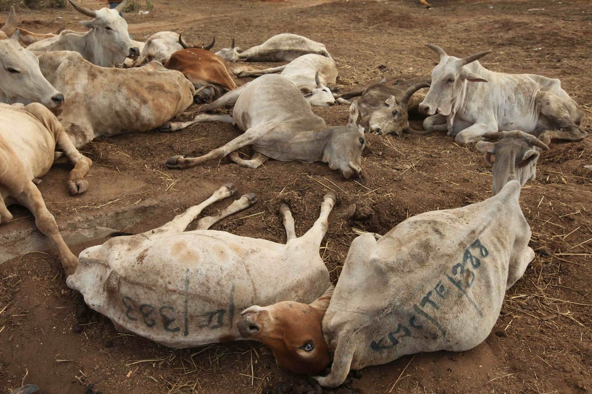 Des bêtes victimes de la sécheresse au Kenya en 2009. © SAYYID AZIM/AP/SIPA