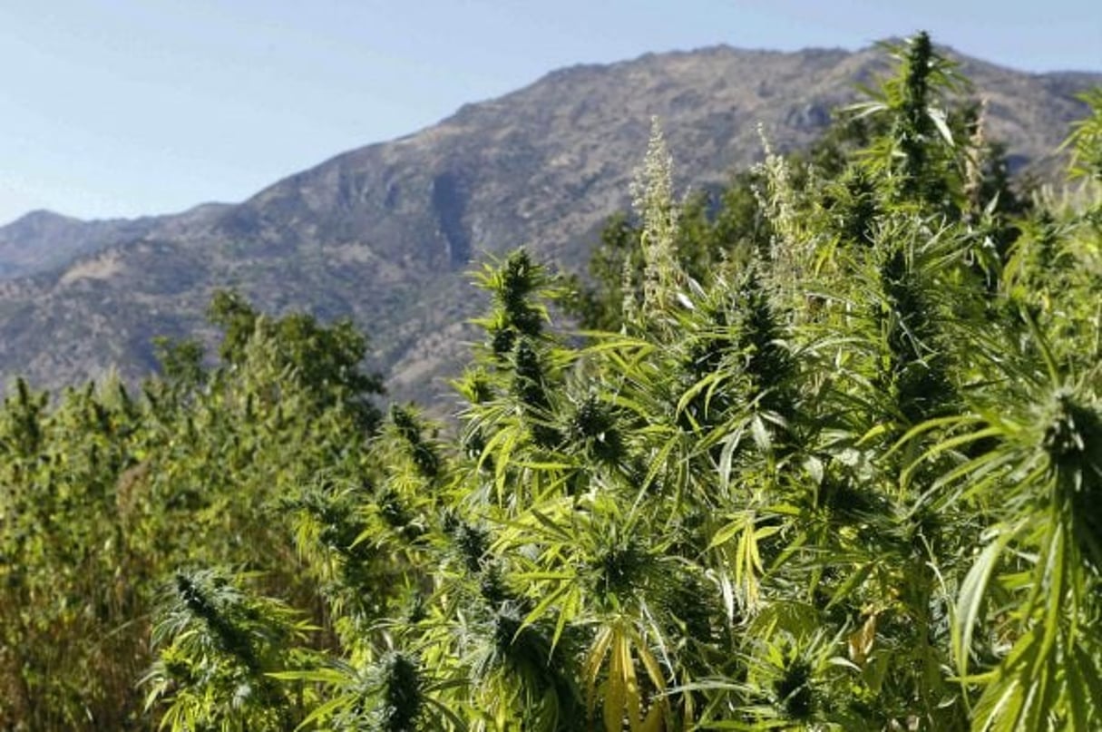 Un champ de cannabis dans le nord du Maroc, en septembre 2014. © Abdeljalil Bounhar/AP/SIPA
