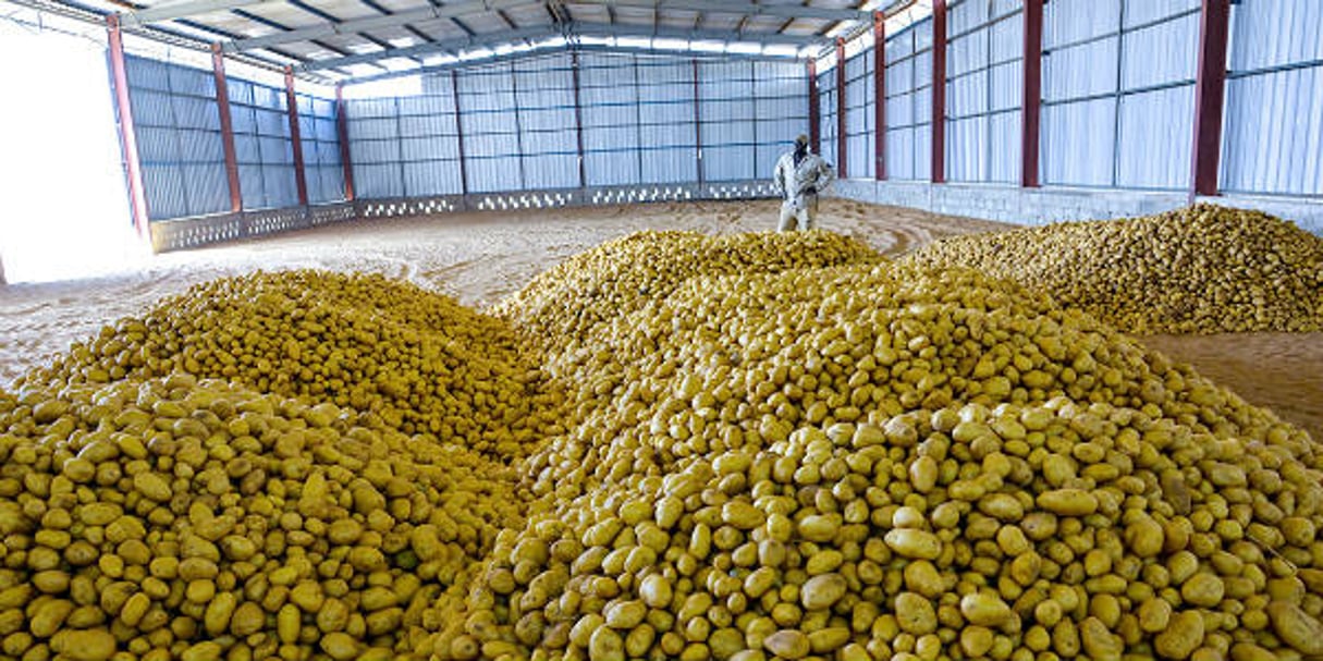 Senegindia attend à Diokoul (nord-ouest du Sénégal) une production annuelle de 45 000 tonnes de pommes de terre. © Senegindia / DR