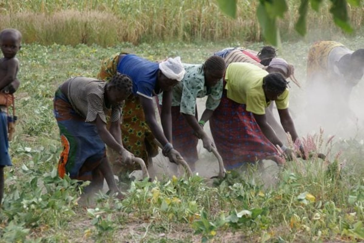 L’agriculture reste le premier contributeur au PIB burkinabé. Ici à proximité de Bobo Dioulasso. © Javier Mármol/CC/ Flickr