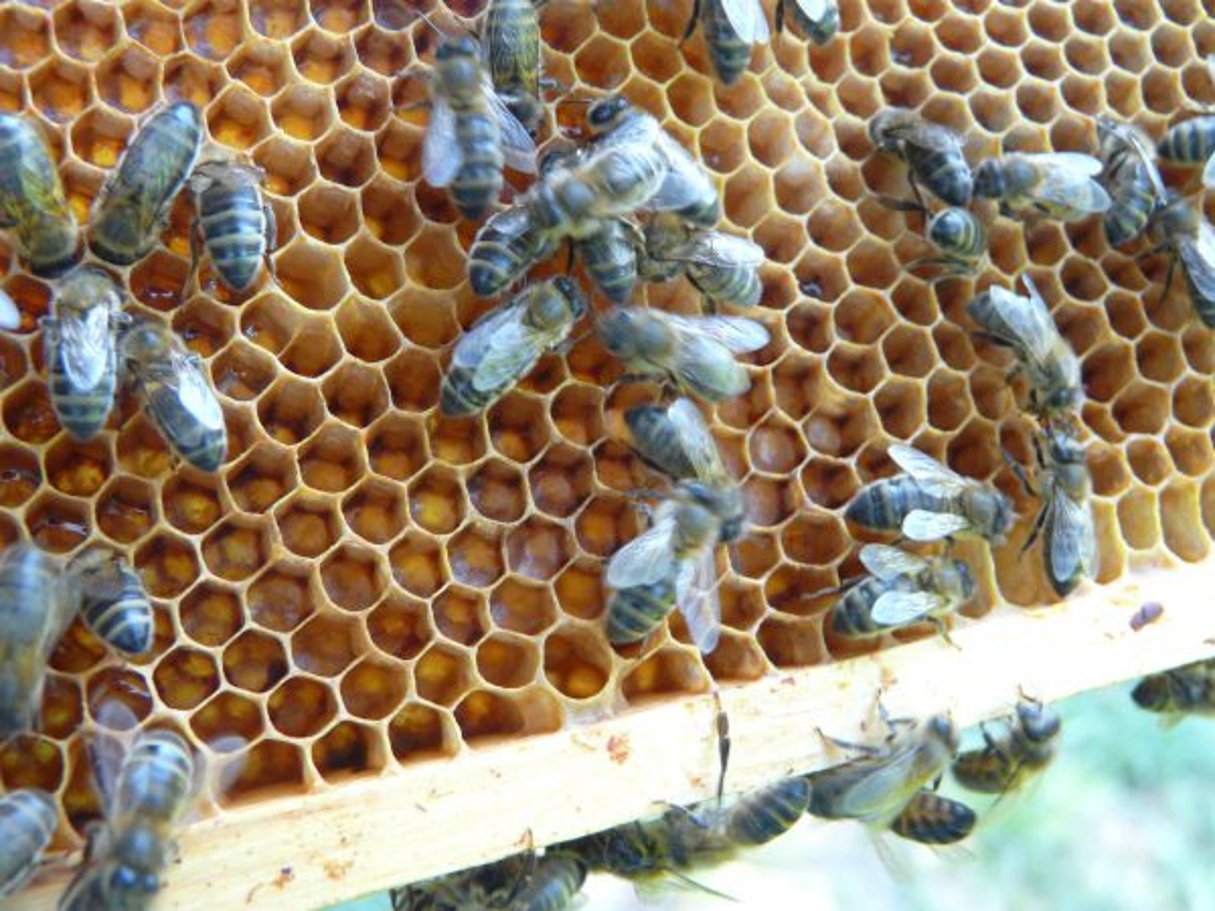 Récolte du miel. © Yves Tennevin, Flickr/Creative Commons