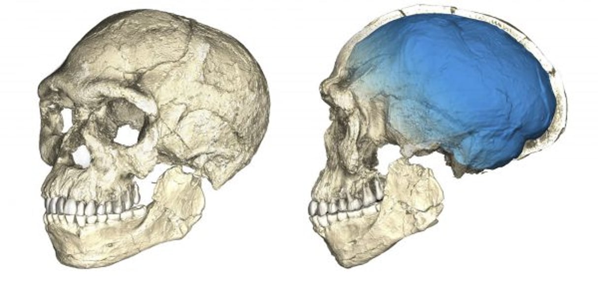 Une reconstitution d’un crâne retrouvé. En bleu, le volume cérébral de sapiens. © MPI/ZUMA-REA