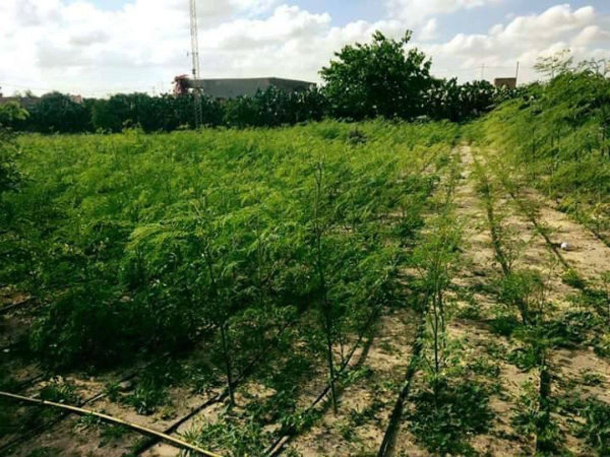 Un champ cultivé par Acacias pour tous © La Presse