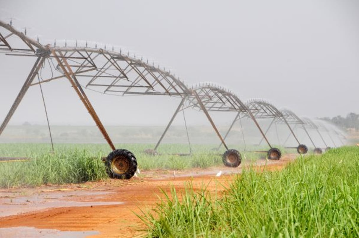 Des champs de canne à sucre près de Banfora © Renaud VAN DER MEEREN/EDJ