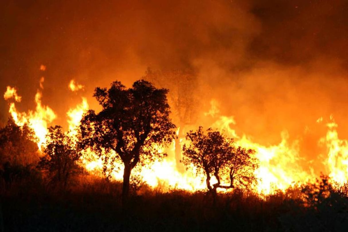 Une centaine d’incendies ont ravagé plus de 1.000 hectares de forêts ces dernières 48 heures dans le nord de l’Algérie, a annoncé samedi la Direction générale de la protection civile. © Stringer/AFP
