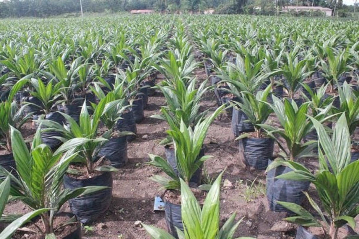 Plantation de palmier à huile © Espoir africain by Wikipedia Commons