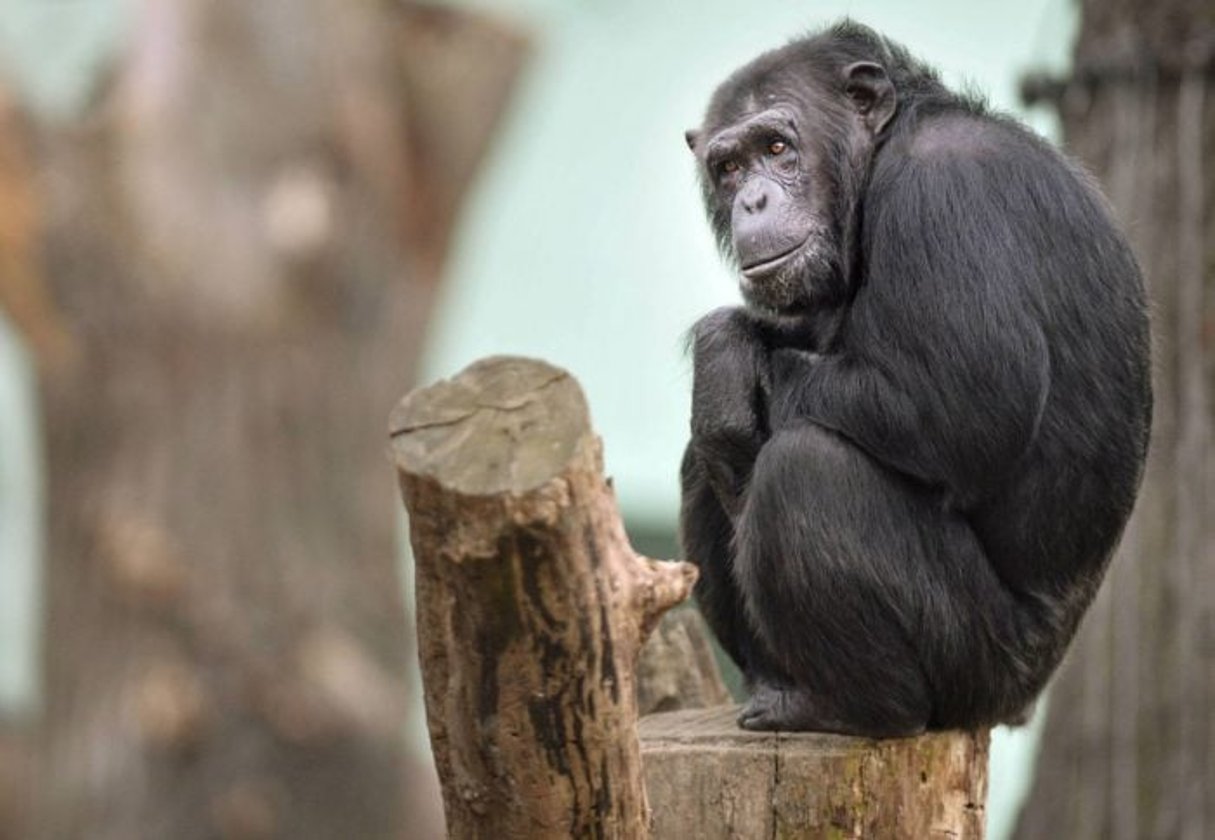 Un chimpanzé dans un zoo en République tchèque, en décembre 2016. © Miroslav Chaloupka/AP/SIPA