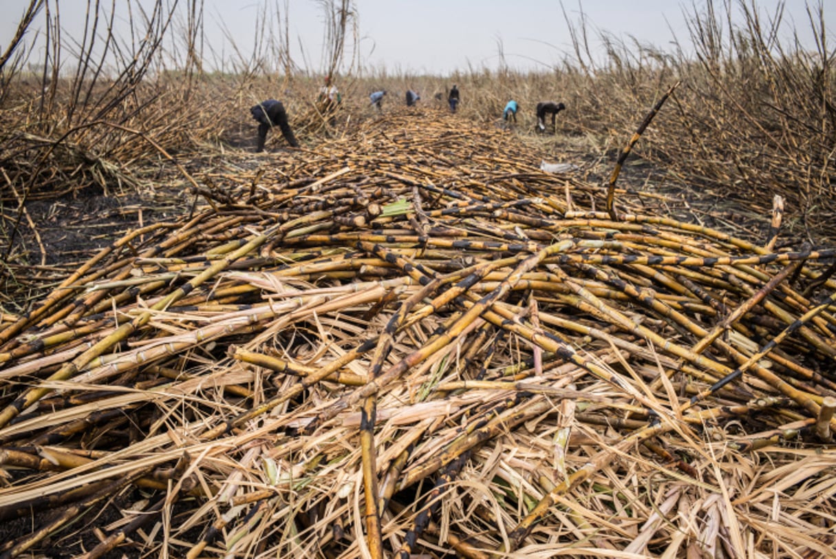 Une exploitation de la Compagnie sucrière sénégalaise, à Richard-Toll. © Sylvain Cherkaoui pour Jeune Afrique