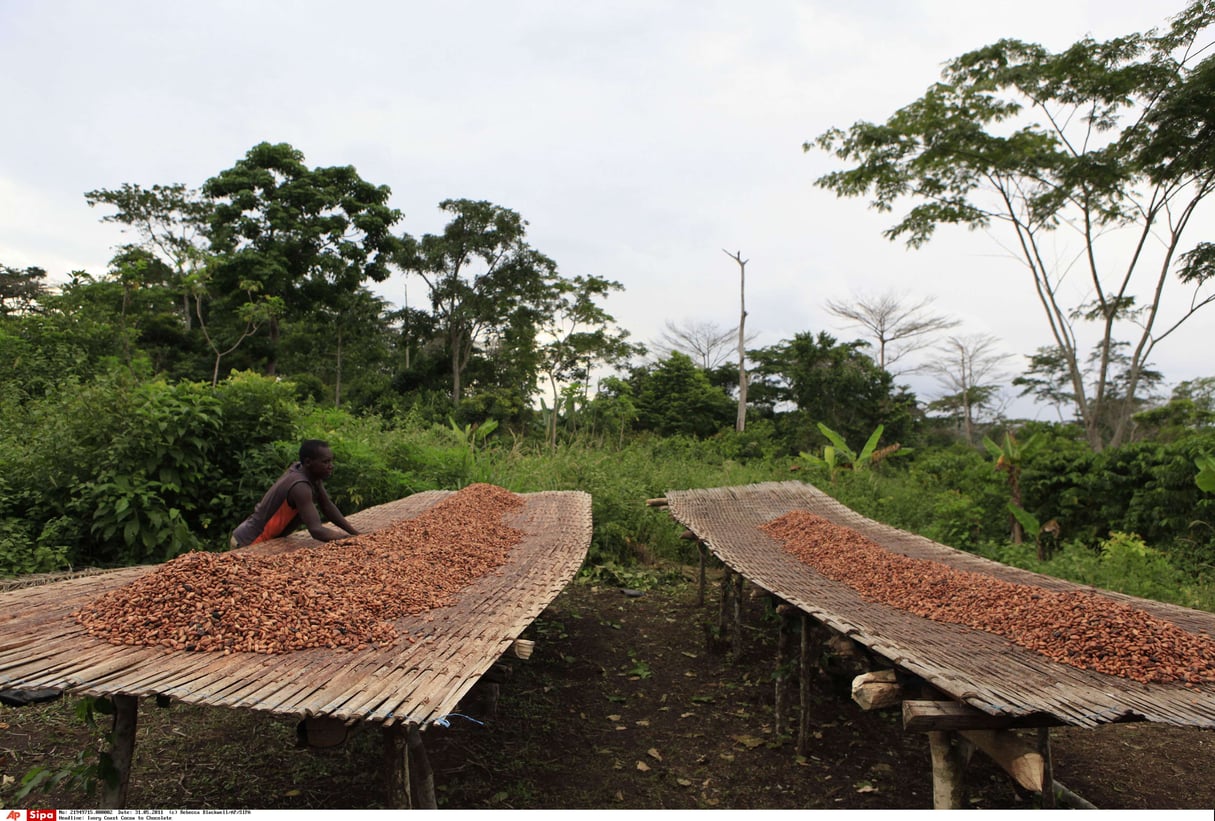 Du cacao sèche en bordure d’une forêt ivoirienne, en 2011. © AP/SIPA/Rebecca