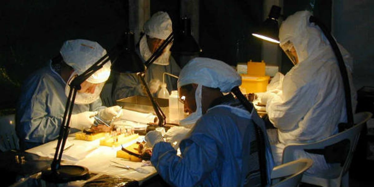 Des chasseurs de virus dissèquent des chauves-souris, en novembre 1999 à Durba, en RDC. © Pierre Rollin/AP/SIPA