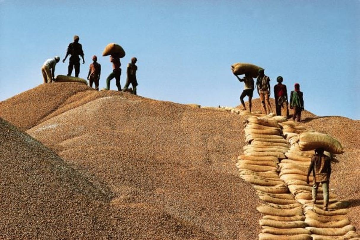 Dans le Sine Saloum, les seccos d’arachides forment de vraies collines pendant la période de traite. © HENRI TABARANT/ONLYWORLD.NET