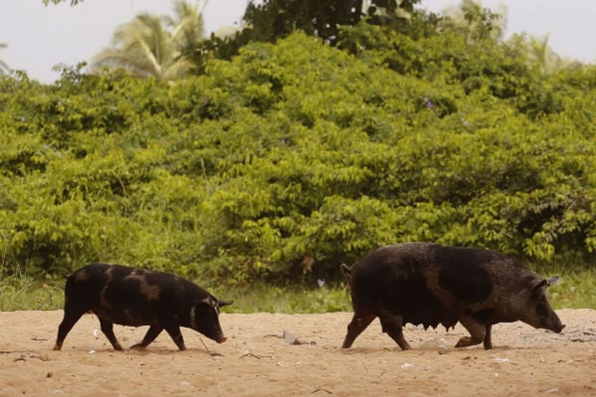 Des cochons à Grand Bassam, en Côte d’Ivoire. © Schalk van Zuydam/AP/SIPA