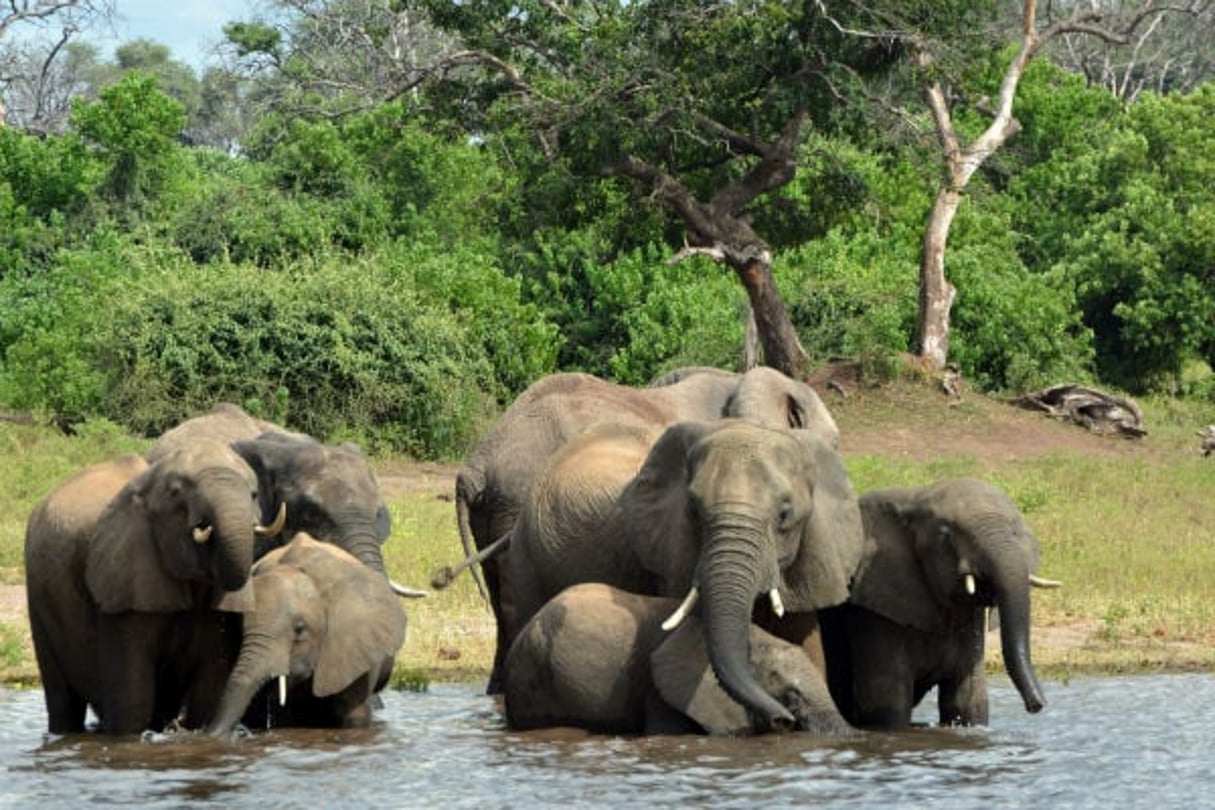 Un groupe d’éléphants dans le Delta du Okavango, au Botswana, en 2013. © Charmaine Noronha/AP/SIPA