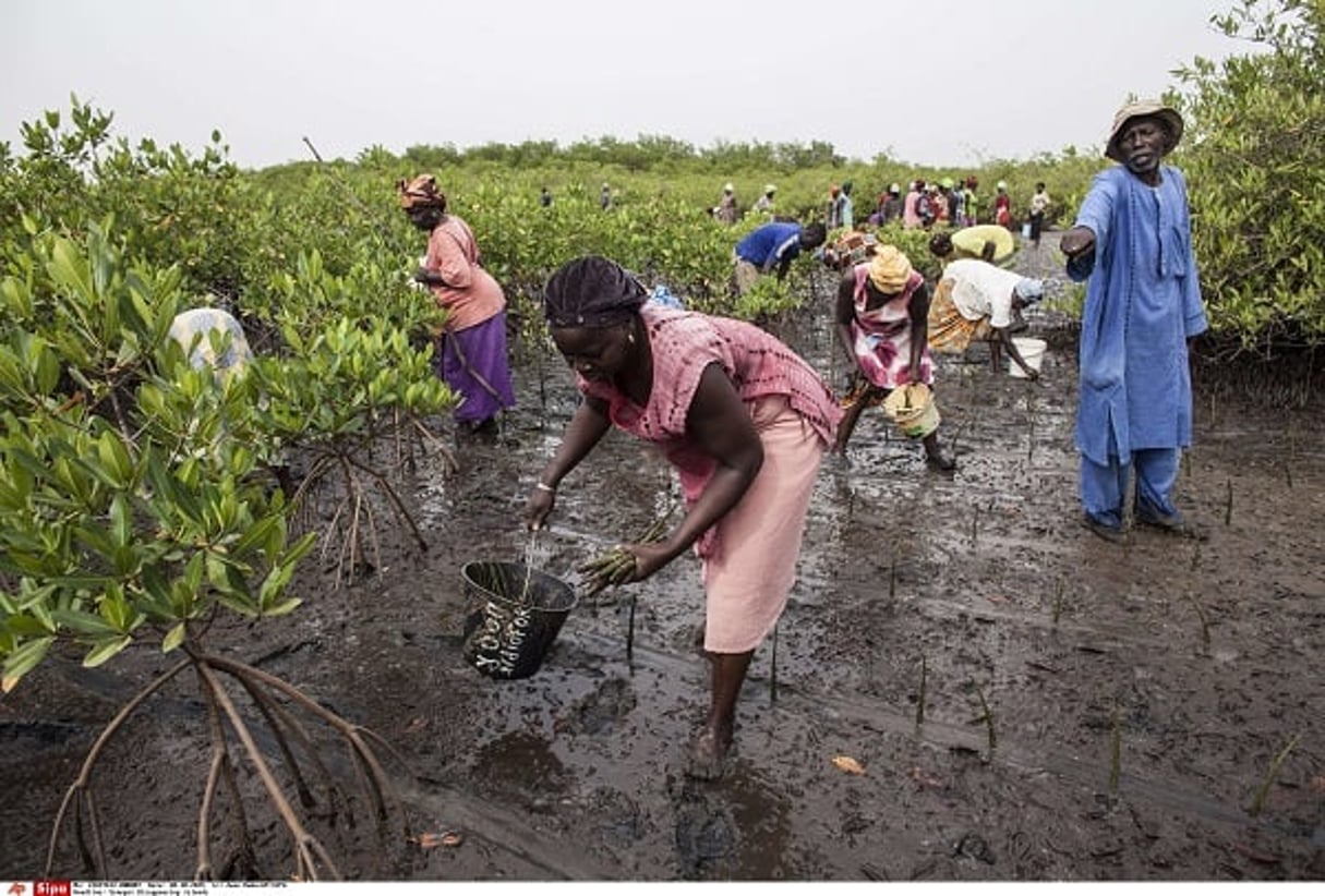 Des volontaires replantent la mangrove dans le delta du Saloum, au Sénégal, en octobre 2015. © Jane Hahn/AP/SIPA