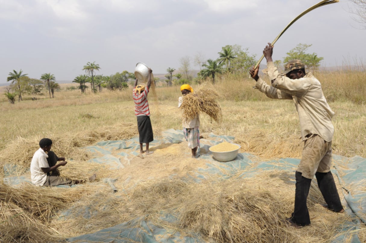 Récolte du riz dans le Pays Kabyé, au Togo. © Jacques du Sordet