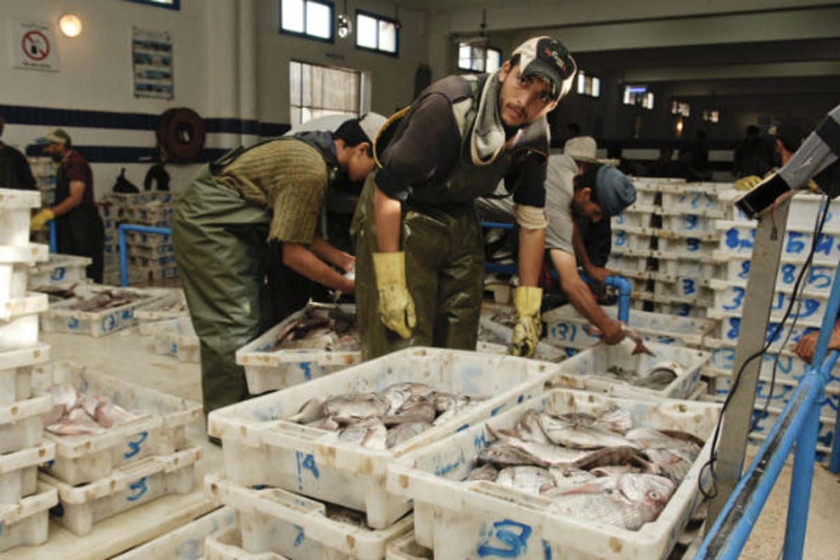 En 2006 dans la zone de stockage et de conditionnement des poissons au port de Dakhla, au maroc, dans le Sahara occidental. © Vincent Fournier / Jeune Afrique