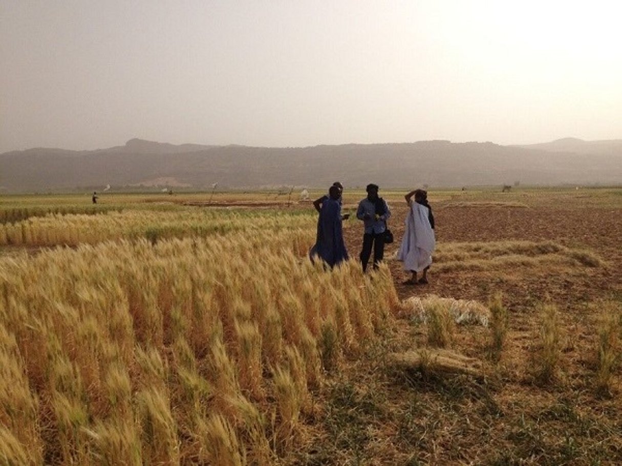 Des agriculteurs visitent les champs de blé dur en Mauritanie. © Icarda